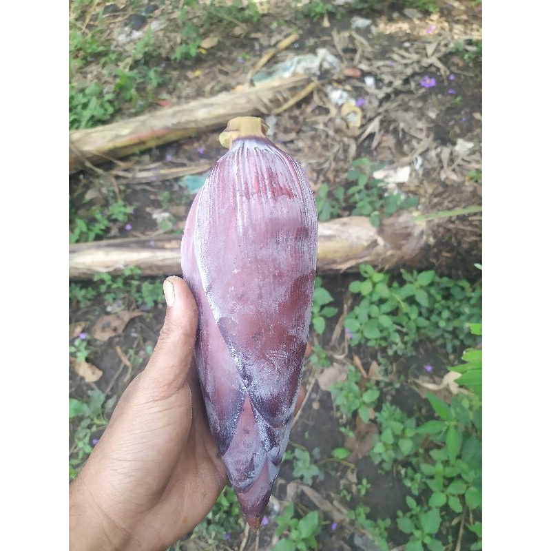 

Jantung pisang sayur/opor jantung 1 buah