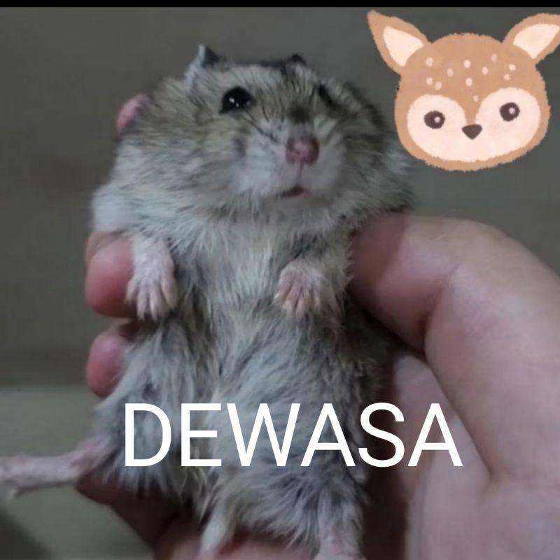 MAINAN ANAK2 HAMSTER DEWASA CAMBEL SEHAT LINCAH