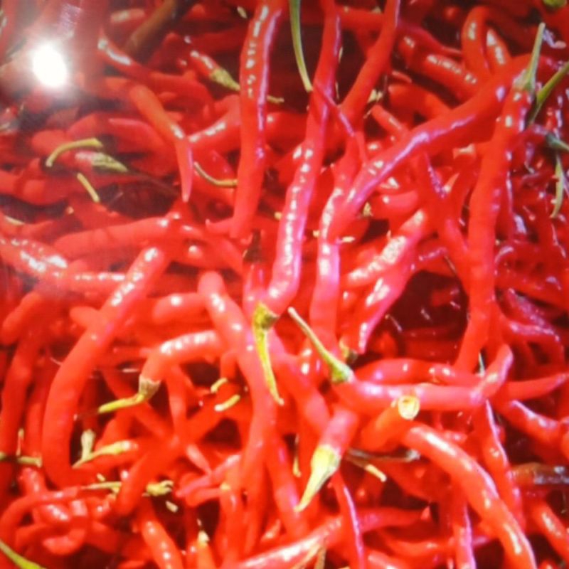 

cabai rawit keriting