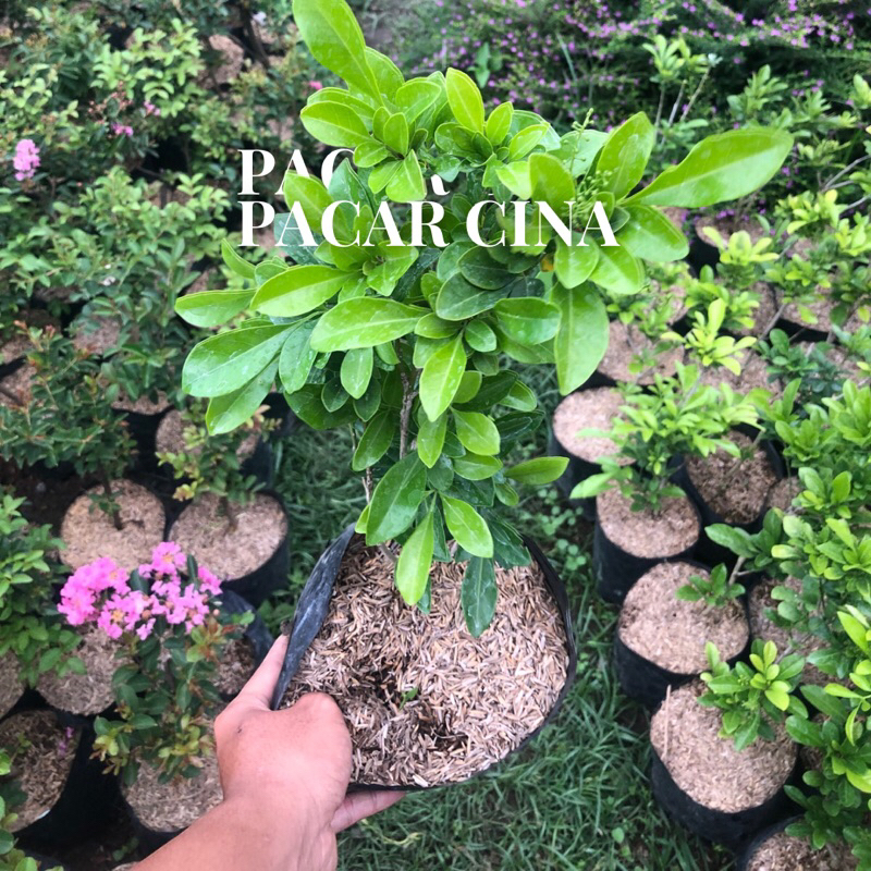 Tanaman Hias Hidup Pacar Cina - Pacar Culan - Kemuning cina - Bhangear Cina