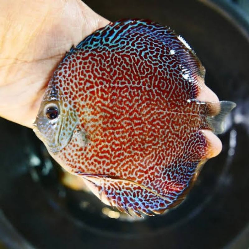 hiasan aquarium ikan hias blue rainbow 3cm