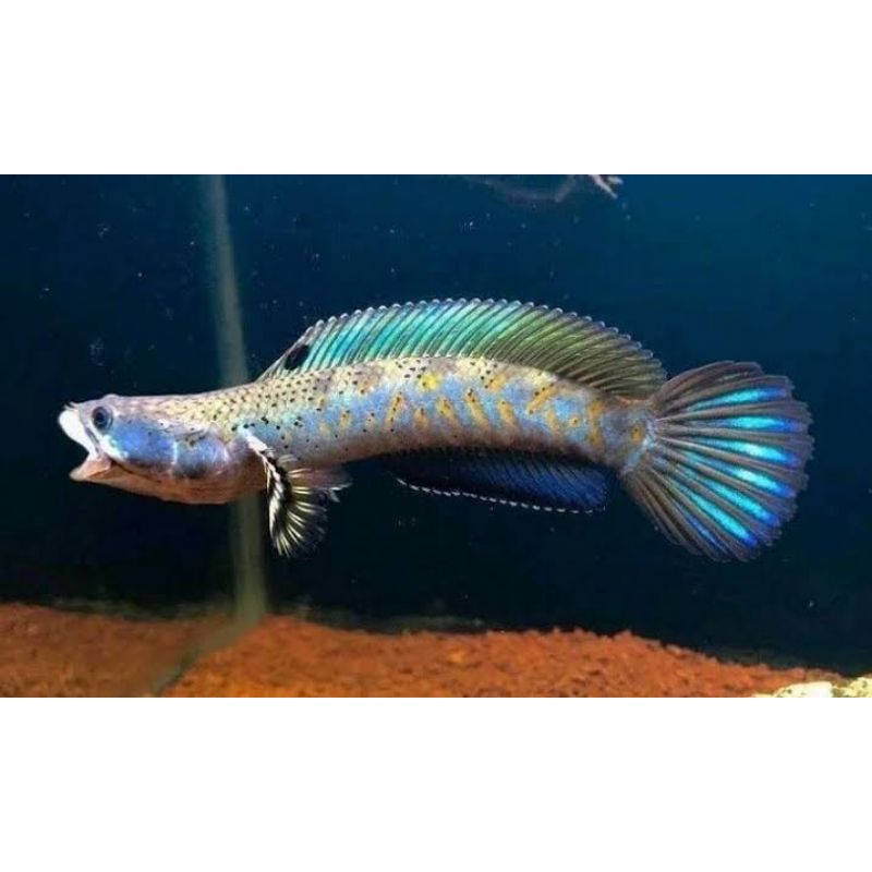 

Bok blue pulcra udah makin pelet
