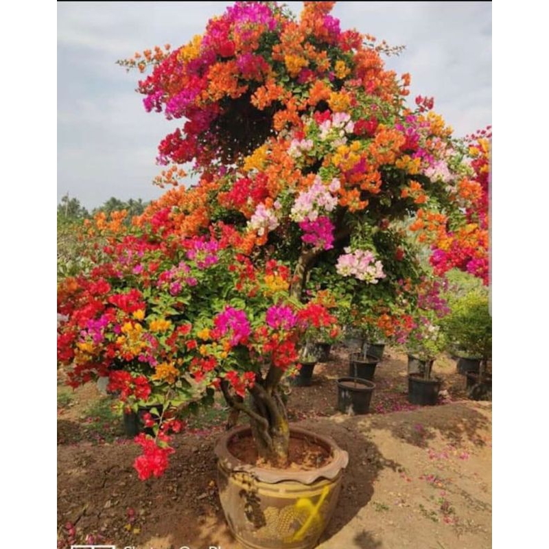 Bibit Bougenville Warna 7 ORI Tanaman Bougenville bibit Bougenville