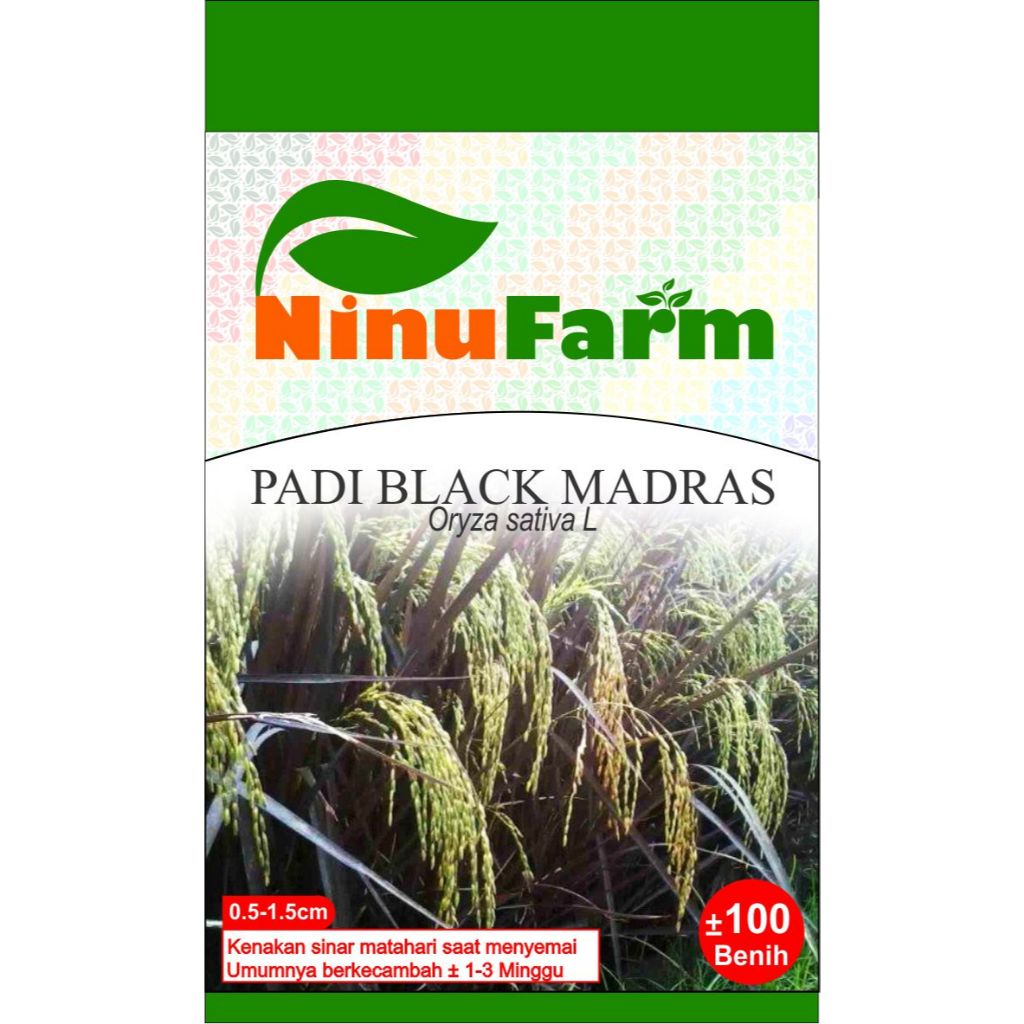 Benih Padi Hitam Black Madras 100Seeds