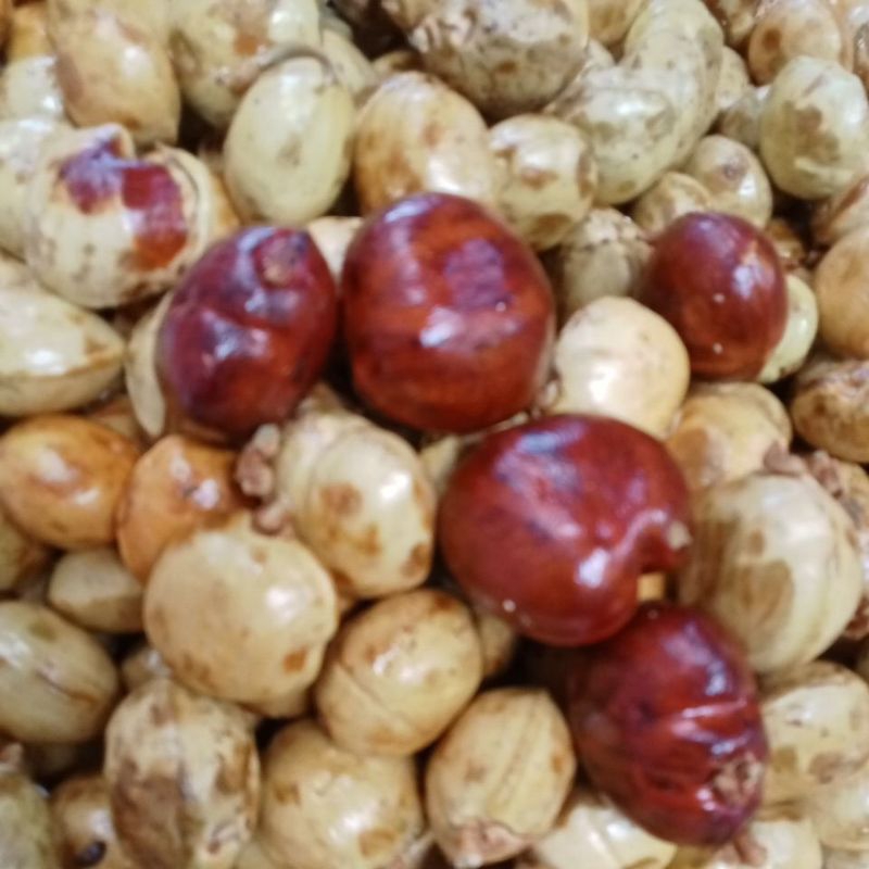 

Jengkol Jepara 0.5kg Termurah!! Jengkol Tua Gurih