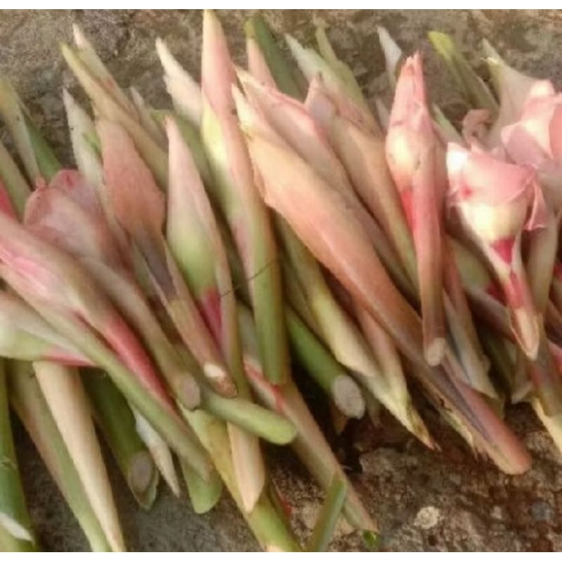 

Bunga kucup kecombrang 1 kg