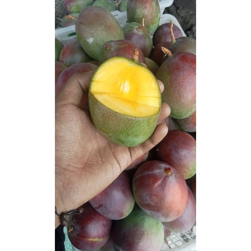 

mangga garifta 5kg