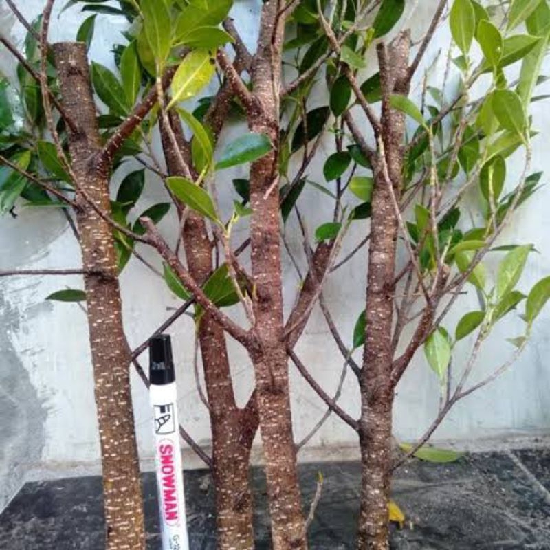 Stek batang Kimeng fresh UK jempol murah