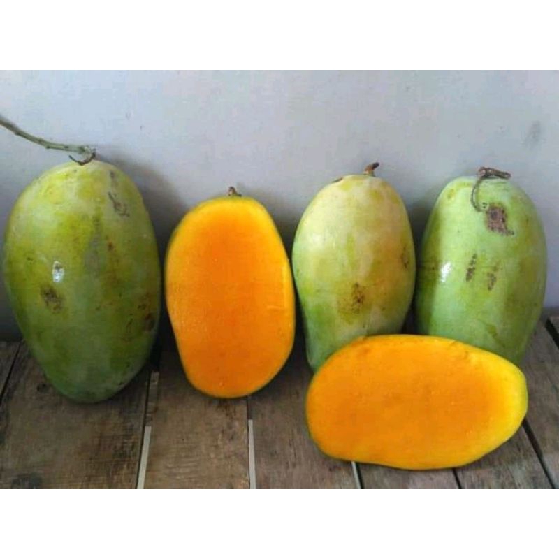 

BUAH MANGGA GAJAH ASLI INDRAMAYU 1KG