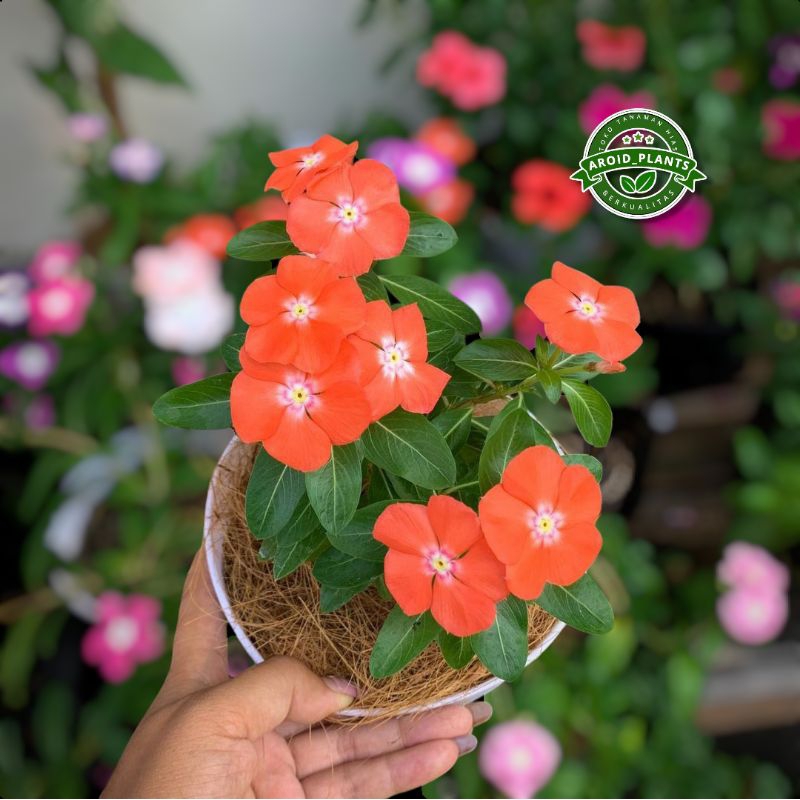 Tanaman Hias Bunga Vinca Mandarin Orange - Pohon Bunga Tapak Dara Bunga Orange