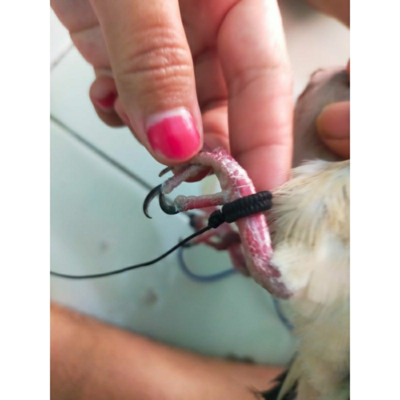 tali burung balam tekukur SATIN