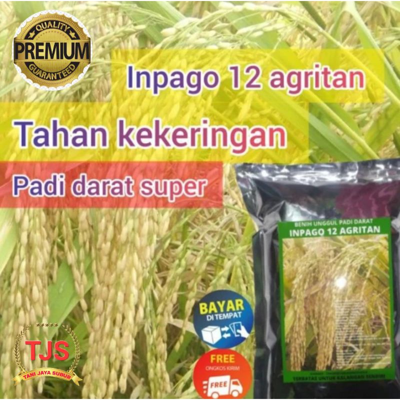 Benih Padi Darat Gogo Inpago12 Agritan Padi Darat Kemasan 1Kg