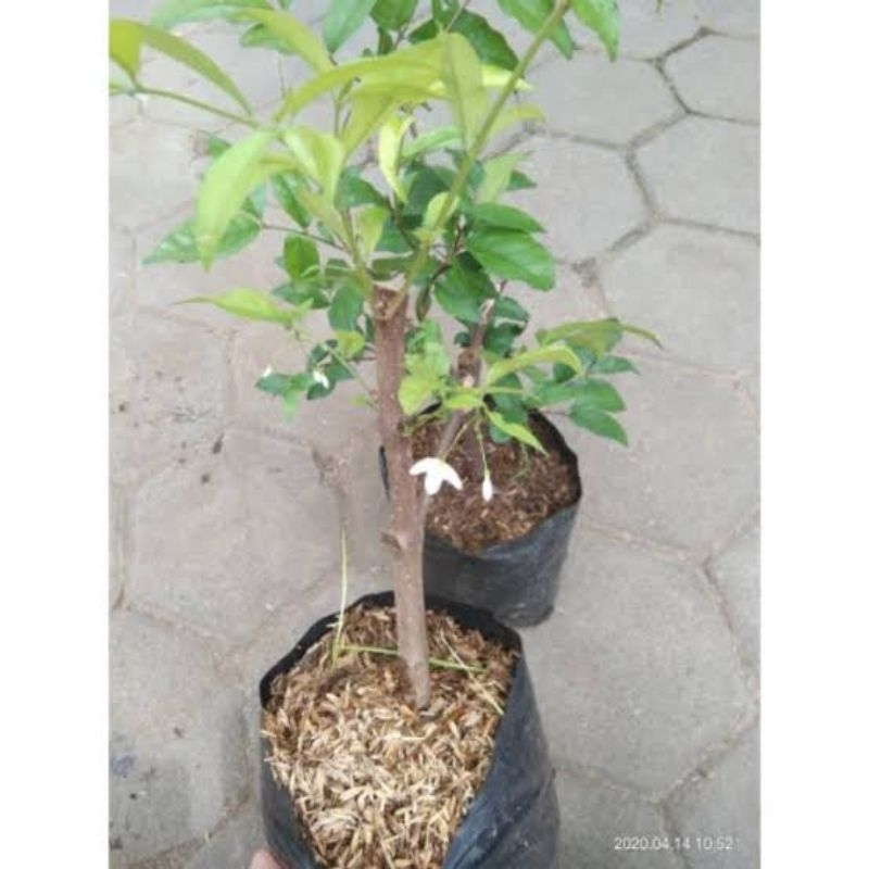 Bibit Tanaman Bonsai Bunga Anting Putri Stekan Sudah Hidup