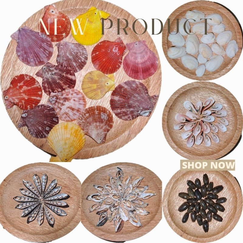 Cangkang Kerang Asli Seashells | Bahan Prakarya & Kerajinan, Dekorasi Rumah, Souvenir, Aquascape