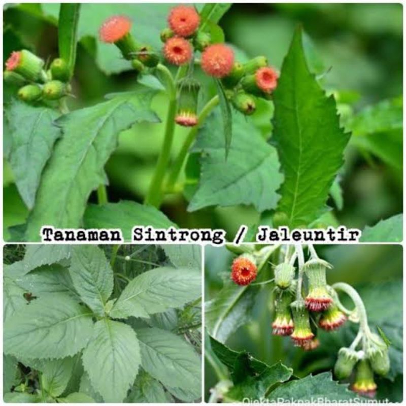 

Daun sintrong - jaleuntir segar fresh 500gram