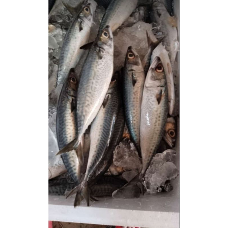 

IKAN SARDEN FRESH
