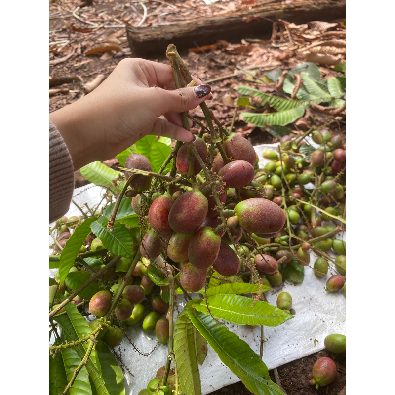 

Buah Matoa 1 kg