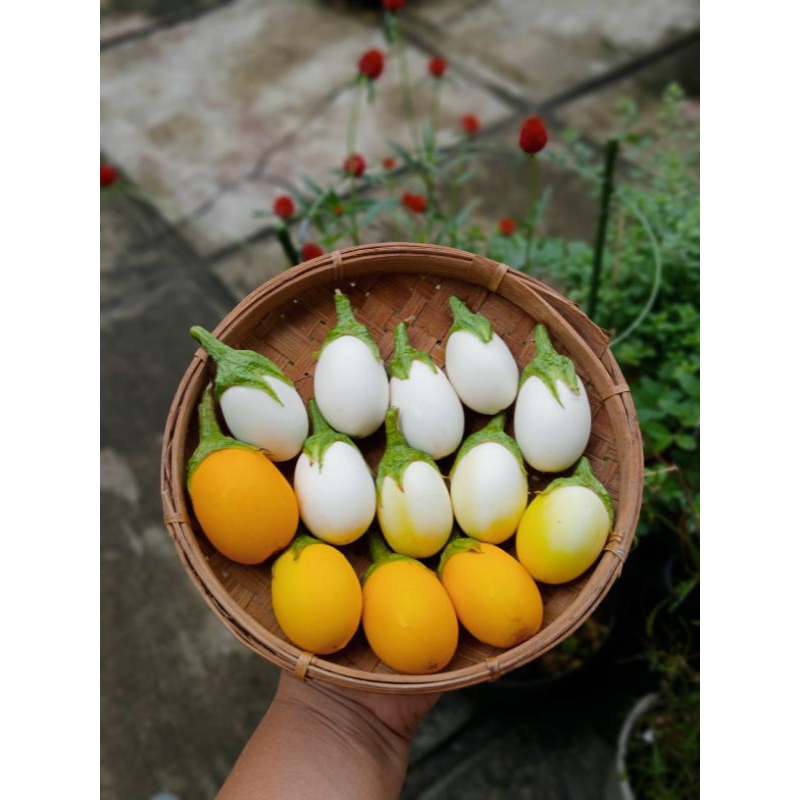 

Terong bulat putih isi 20 benih