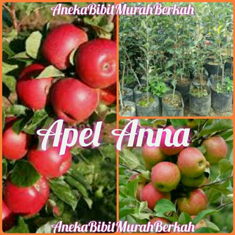 Bibit Apel Anna Merah Siap Berbuah