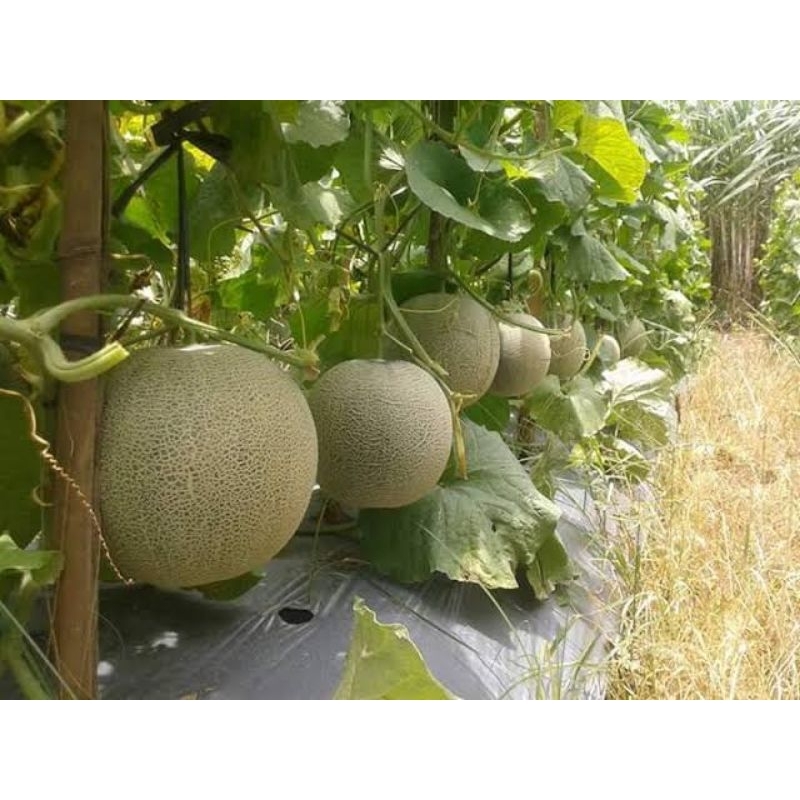 30 Benih melon madu
