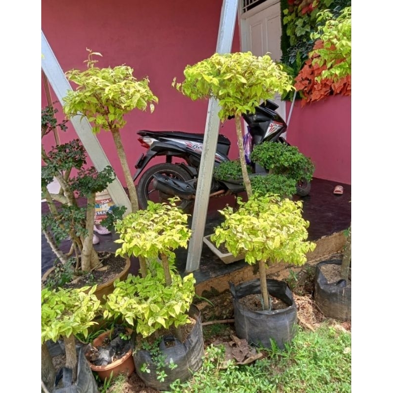 Bonsai anting putri bonsai taman anting putri 1meter batang2/3