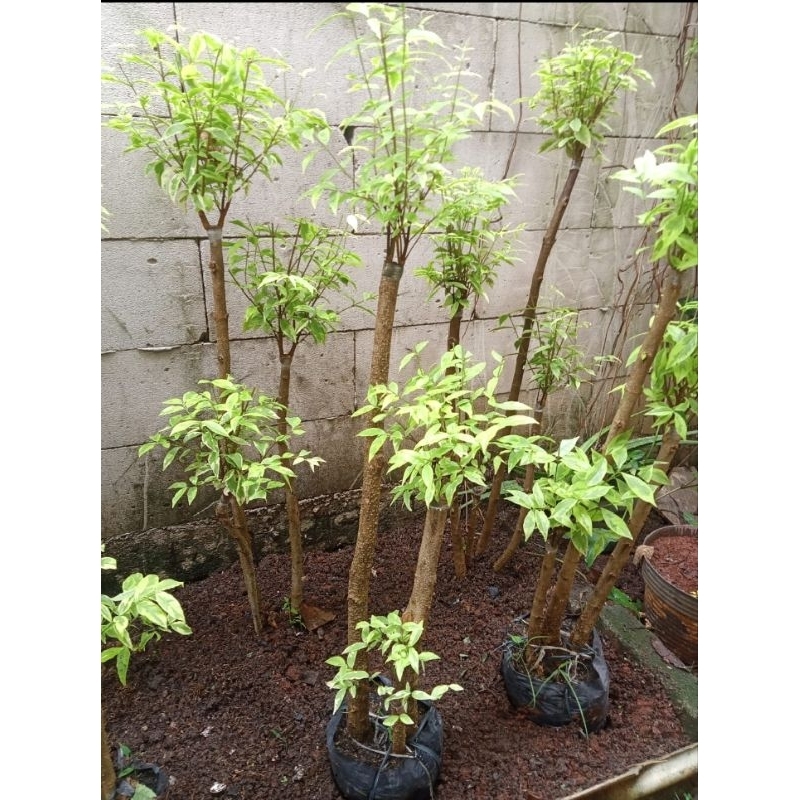 bonsai anting putri 1meter bonsai taman pohon anting putri tanam anting putri