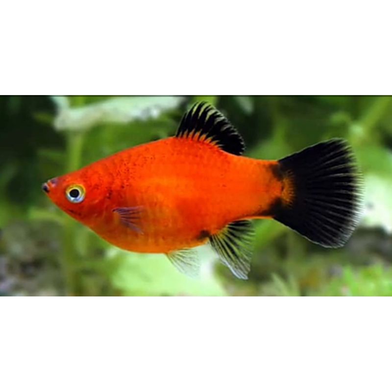 Promo PLATY CORAL WAGTAIL.