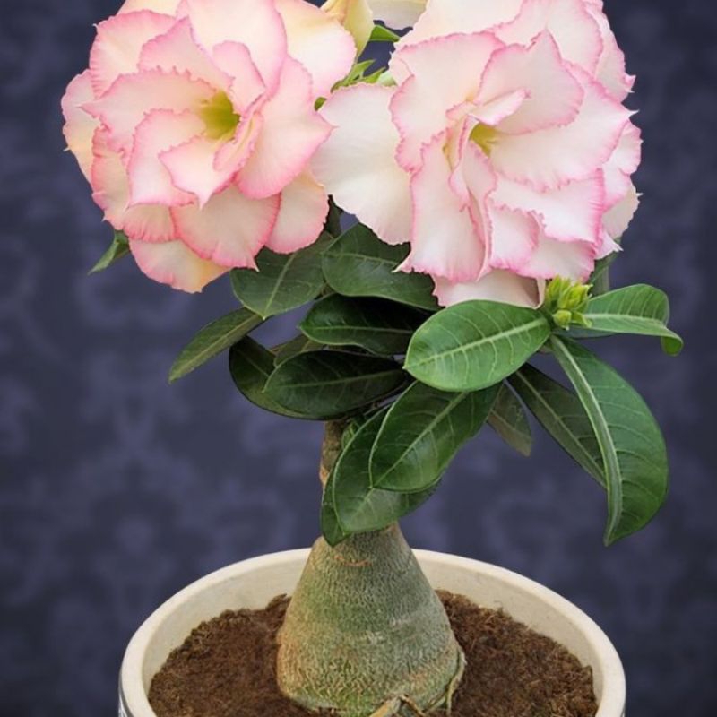 ADENIUM BUNGA TUMPUK KAMBOJA JEPANG BUNGA/KAMBOJA JEPANG BUNGA ADENIUM