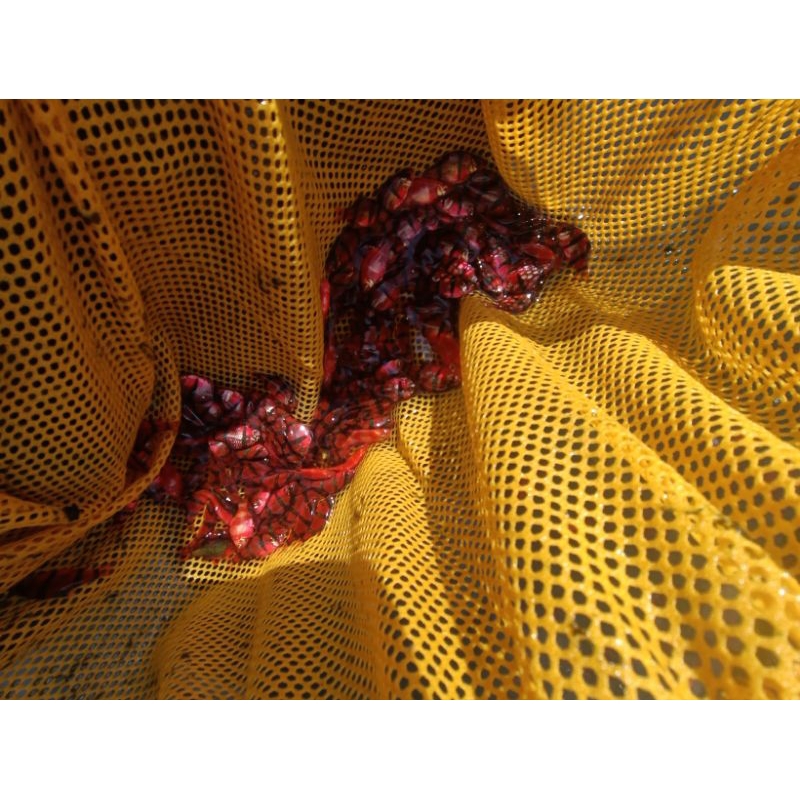 Sumatra Merah Glowfish