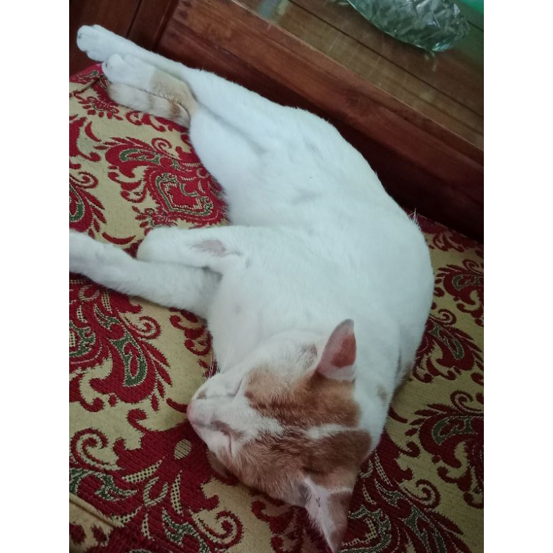 kucing gemuk