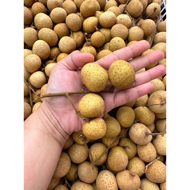 

Lengkeng Bangkok Gold 1kg