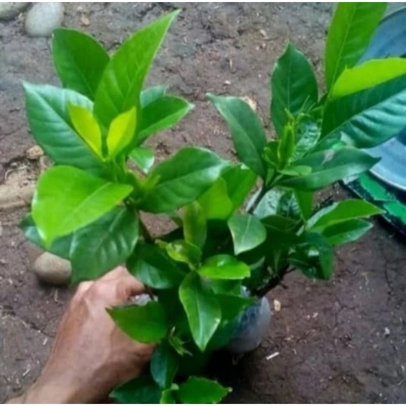 tanaman hias Gardenia Agusta  pohon melati  Gardenia Agusta