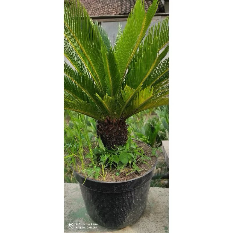 Palem Sikas Mawar Jambe super jumbo