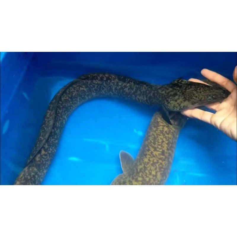 Replika Sidat Kembang (Anguilla Marmorata) 20-25cm || GARANSI HIDUP