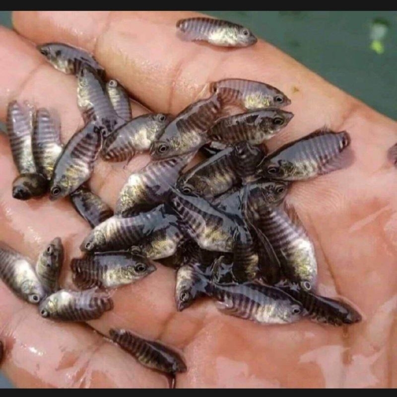 PAKET 100 GURAME NGUACI SEHAT