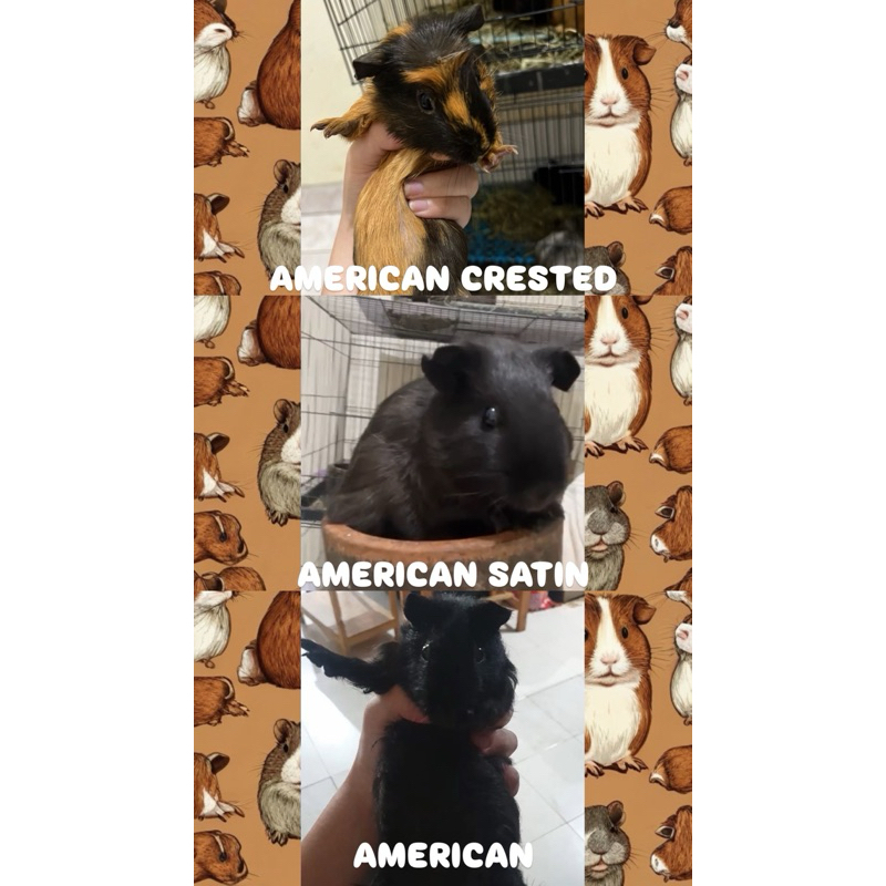 GUINEA PIG IMPORT AMERICAN (FEMALE)