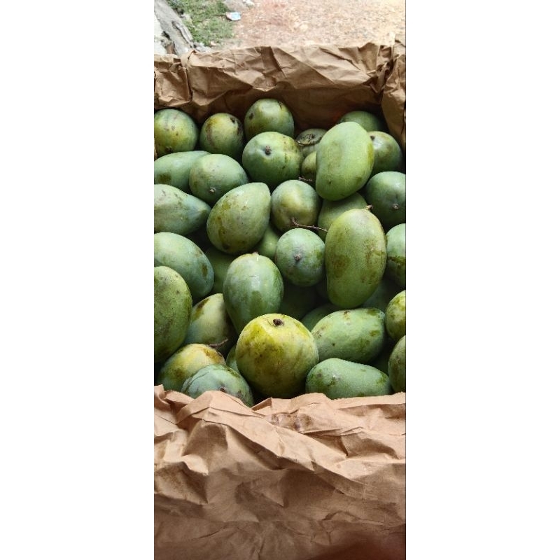 

mangga harumanis