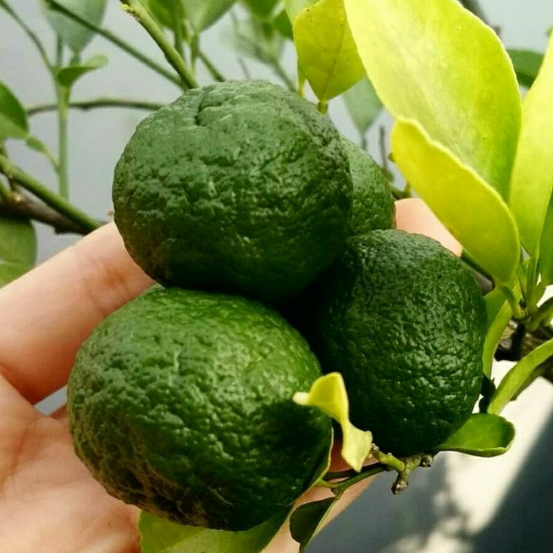 Bibit Jeruk Limau Sambal Berbuah Lebat