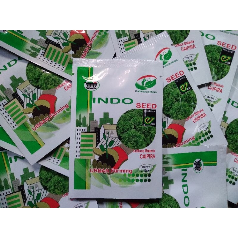 BENIH SELADA BATAVIA CAIPIRA 1 GRAM INDO SEED ORIGINAL PABRIK (KEMASAN LAMA)