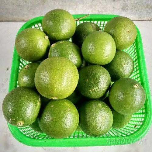

Jeruk Nipis Segar Langsung dari pohon