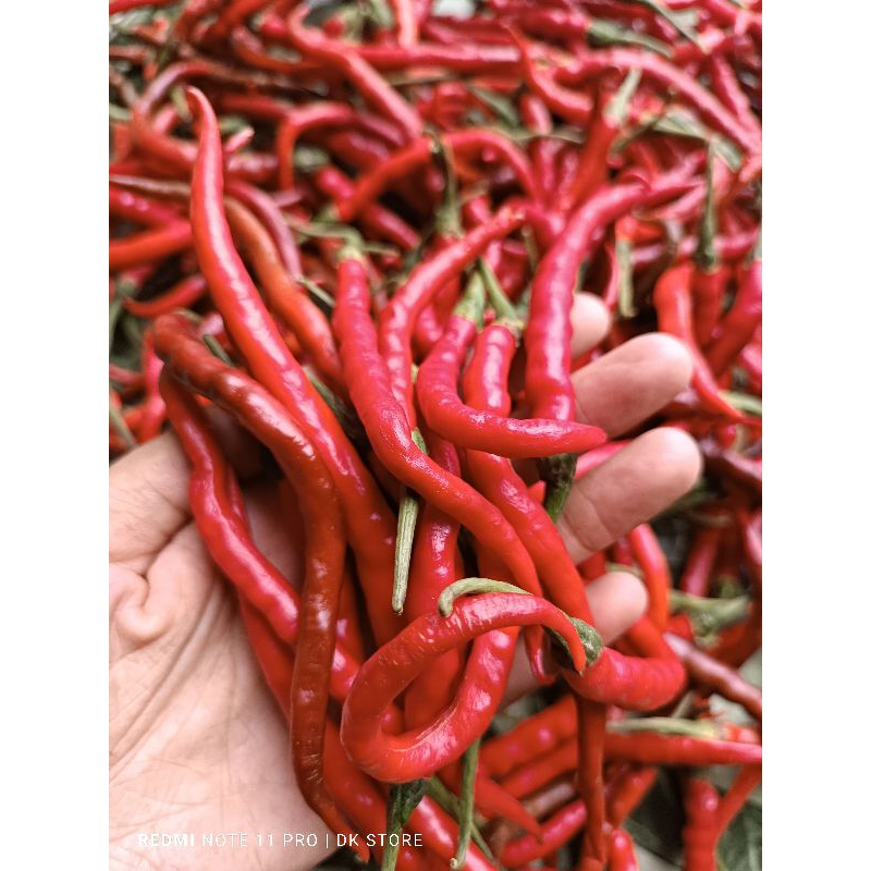 

Cabai / Cabe Merah Keriting Fresh 1kg || Setiap Hari Metik Baru