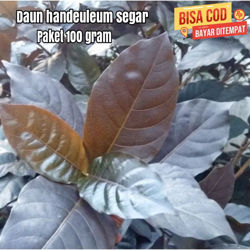 

100 gram Daun Ungu handelem / Tulak Wungu/ Daun putri / Kadi-kadi / Kobi-kobi / Temen