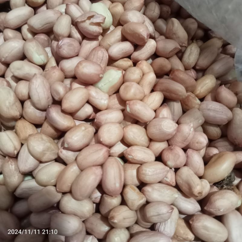 

kacang lokal