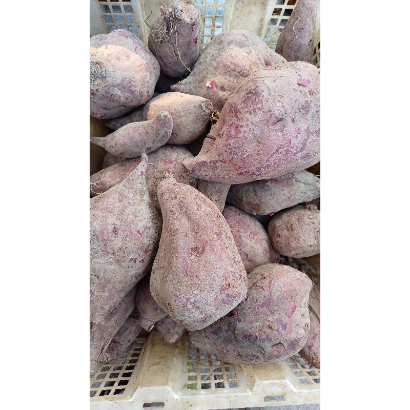 

Ubi Ungu ‼️ 15.000/kg ‼️ bisa kirim instan untuk area Surabaya