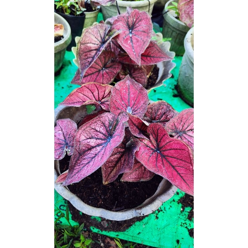 caladium red stone #keladihias #caladium #caladiumthaiseries #bungaviral