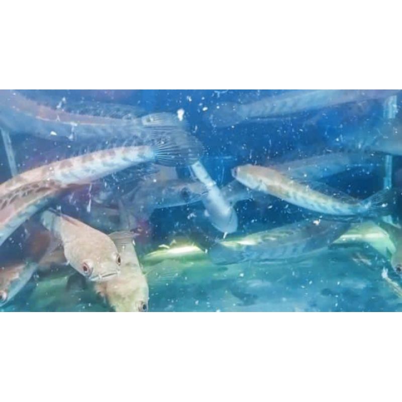 patung channa yellow Sentarum bahan batik bergaransi