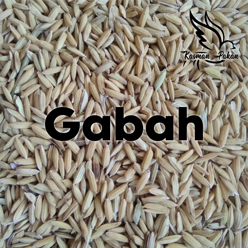 Gabah Bangkok Pakan Burung