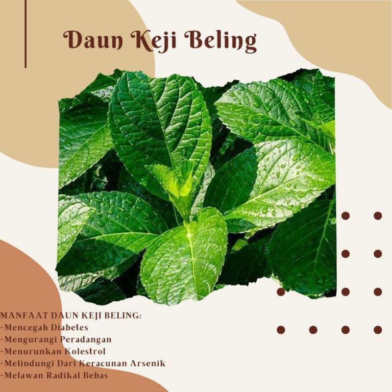 

daun keji bling/pecah bling 100% segar 100lem