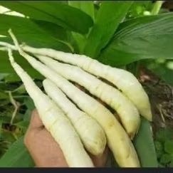 

Ubi Garut Segar Alami 1kg Langsung dari kebun