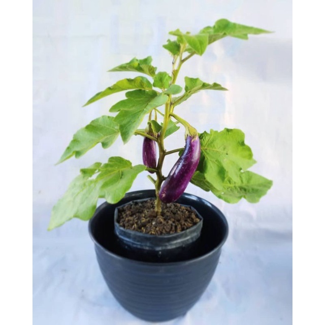 Tanaman Sayur Terong Ungu - Bibit Terong Ungu Besar - Terong Lalap